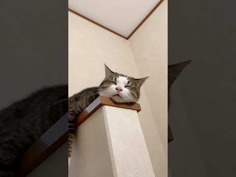 動かんと見といて サムネイル