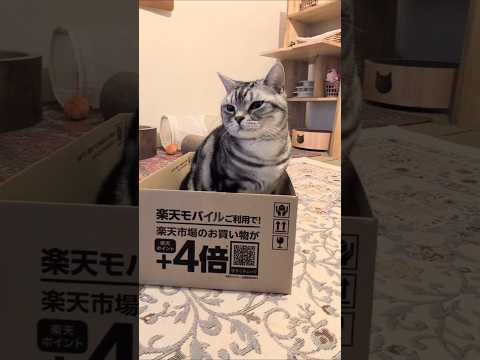 アメショーのラッテ アメショ アメリカンショートヘア 猫と暮らす家猫との暮らし猫 サムネイル