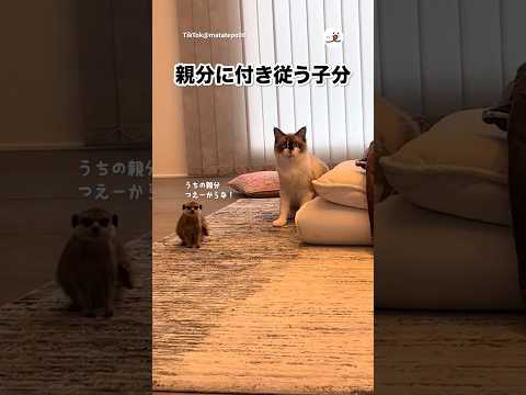 ミーアキャットが猫を慕っている｜PECO