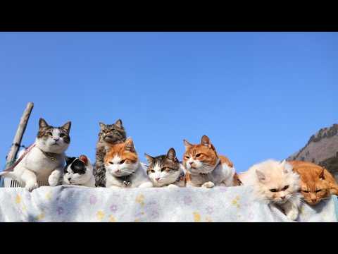 青空の8匹の猫　260412 サムネイル