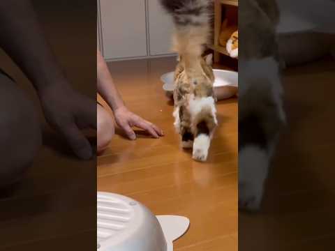 足、ピーン サムネイル