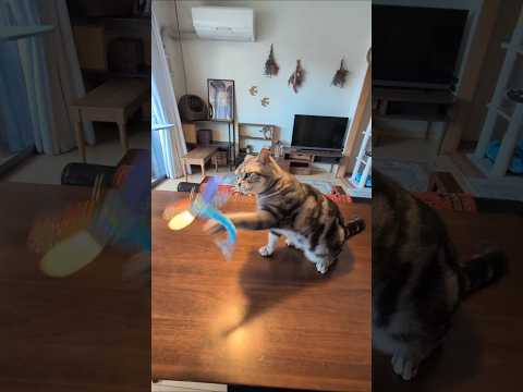 アメショーのラッテ アメショ アメリカンショートヘア ＃猫との暮らし猫と暮らす家猫 サムネイル
