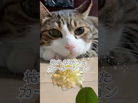 ２ヶ月枯れなかったカーネーションcats shorts 球太 サムネイル