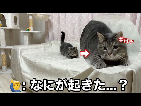 猫たちが野性化しました… サムネイル