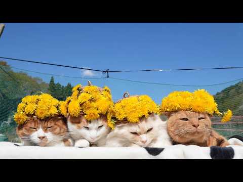 たんぽぽ帽子　のせ猫　2026　260604