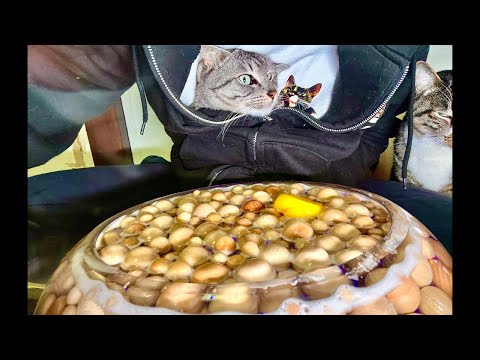 99%が5分で眠くなる｜猫×水の音ASMR Deep Relax ASMR｜Cat Purring & Wooden… サムネイル