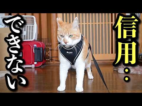 飼い主を信じられなくなりました‥ サムネイル