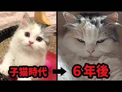 【猫の成長記録】どうしてこうなった…