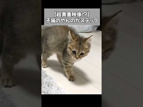 家に来た初日にいきなり見せつけてきた子猫のやんのかステップ