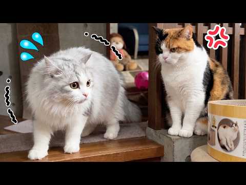 実はパパ猫よりママ猫の方が最強だと気づいた子猫がこうなった…w