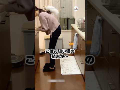 ごはん狙ってたけど…｜PECO サムネイル