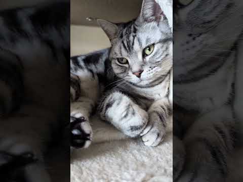 アメショーのラッテ アメショ アメリカンショートヘア ＃猫との暮らし猫と暮らす家猫 サムネイル