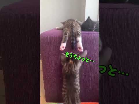 「ねぇ、そこ撫でてくれる?」甘えんぼ猫からの誘い🥰