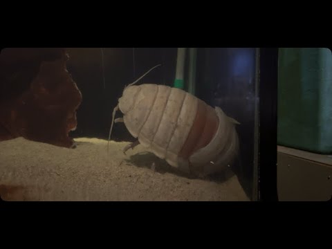 《鳥羽水族館》緊急‼️ダイオウグソクムシ32号　脱皮ライブ配信 サムネイル