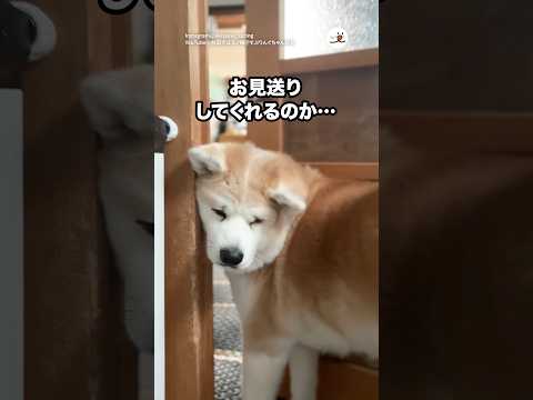 朝ごはんがある中、見送ってくれるのか？｜PECO サムネイル