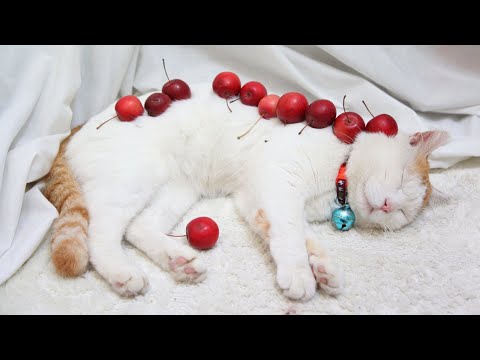 うずまきLIVE配信？　放置？　朝まで？　2025年12月21日