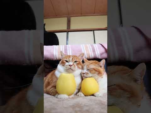 はるかりんご　260110　のせ猫　リンゴ　はるか　 cat cute ねこ　 猫のいる暮らし　 ネコ　 kitty… サムネイル