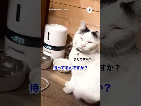 【ラスト注目！】絶対恨んでる顔してる｜PECO サムネイル