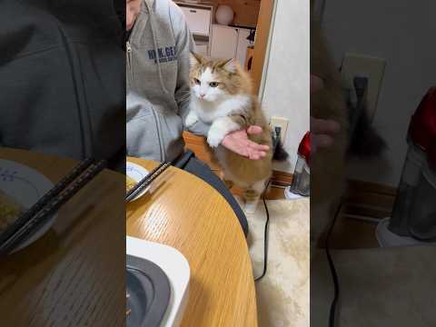 焼き飯食べる？ サムネイル