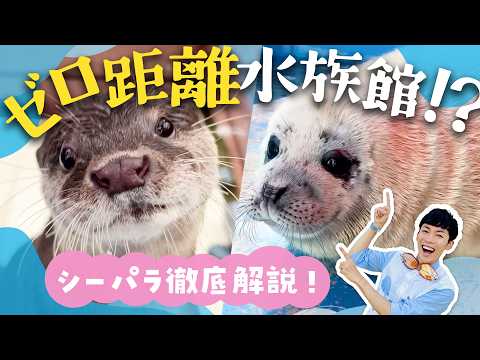 行く前に見て！伊勢シーパラダイスが100倍楽しくなる完全ガイド【ゼロ距離水族館】 サムネイル