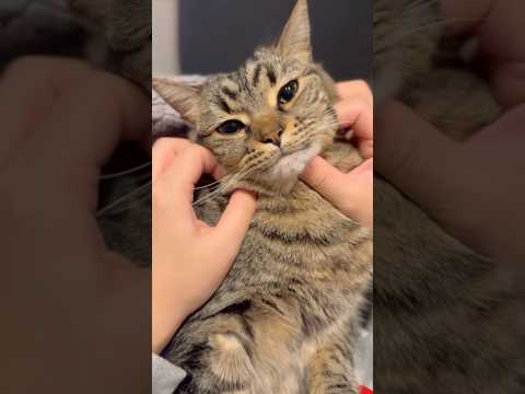 【伝説】プチたぬきの歌www cat 猫 サムネイル