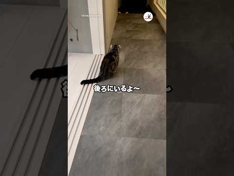 自動掃除機の音で飼い主さんの帰宅に気づかず…｜PECO サムネイル