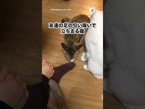 友達の足をかいだ後去っていく猫たち｜PECO サムネイル