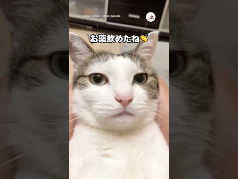 お薬飲んだ愛猫を褒めたら…｜PECO サムネイル