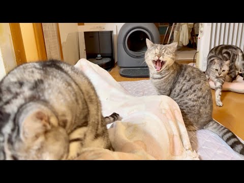 癒しの夜中の猫たちが集結！心温まる動画特集