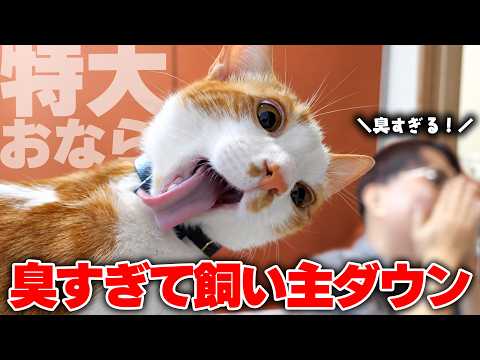 猫たちを置いて出て行こうとする飼い主に”特大のおなら”をお見舞いする猫