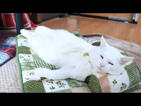 しらたまねんね　260323 サムネイル