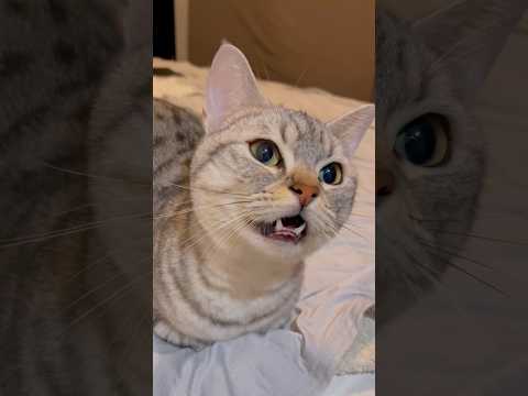 【伝説】可愛すぎる、猫の鳴き声!! #cat #猫