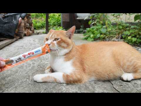 ぼーちゃん がライブ配信中！　260331 サムネイル