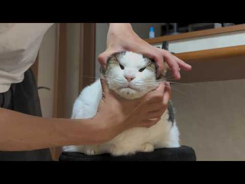 揉みクチャにされてもちょっと嬉しそうな太めの猫 サムネイル