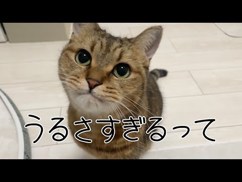 深夜なのに、喋り声が大きすぎてしまった猫 サムネイル
