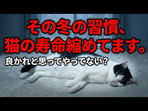 【その「冬の習慣」猫の寿命を縮めてます】飼い主の9割が知らない危険な落とし穴 サムネイル