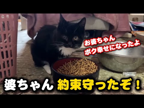 認知症のお婆ちゃんに可愛がられた子猫が幸せを掴みました サムネイル