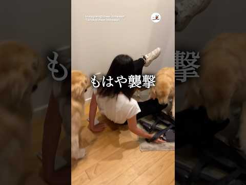 激しすぎるお出迎え｜PECO サムネイル