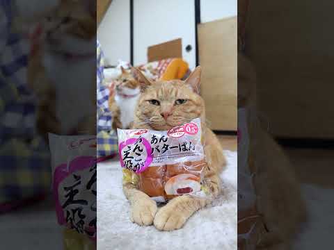 あんこが主役　あんバターぱん　260423　のせ猫　 cat　 cute　 あんご　 kitty　 kitten　 猫…