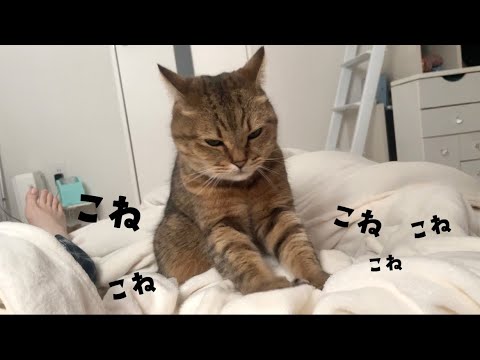 【再現】ブラック企業のパン屋で働いている疲労困憊な猫パン職人