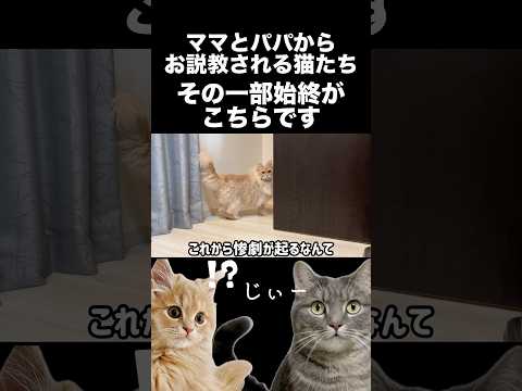 猫たちにお説教しました　#shorts #猫 #猫好きさんと繋がりたい サムネイル