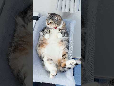 禁断のデスクハンモックを導入したら仕事が捗らないでごわす🤣🤣🤣 猫 サムネイル