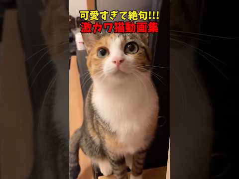 …ッッ！！！！ 猫 cat cats cute サムネイル
