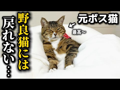 元ボス猫を家族に迎えたら寒くなると布団から出て来れなくなるただのダメ猫でした サムネイル