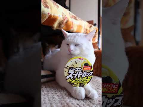 スーパーカップ バナナチョコクッキー　260319　のせ猫　スーパーカップ　 cat　 cute　kitten　 cu… サムネイル