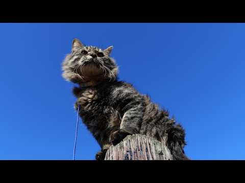 てっぺんのクロ　260322 サムネイル
