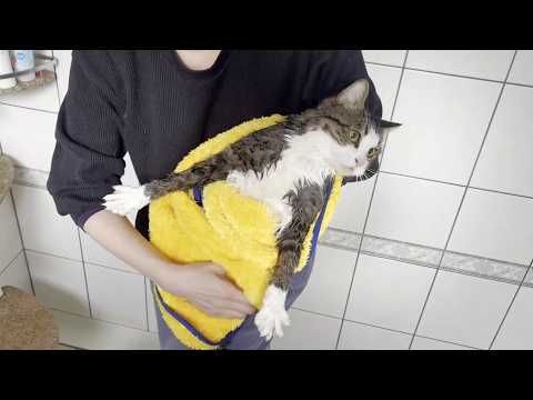 鳴きすぎて声がガラガラに枯れてしまう猫 サムネイル