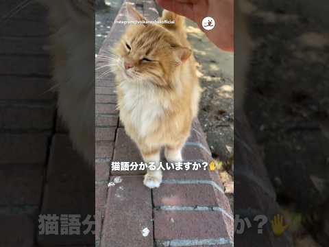 走ってきてくれた｜PECO サムネイル