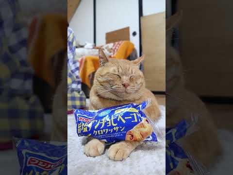 旨塩アンチョビベーコン クロワッサン　260419　のせ猫　 cat　 cute　 ネコ　 cutecat　 ねこ… サムネイル