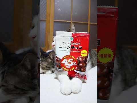 チョコを味わう コーンチョコ（なぜか45％増量作戦）　260331　のせ猫　 cat　 子ネコ　 cute　 ねこ… サムネイル